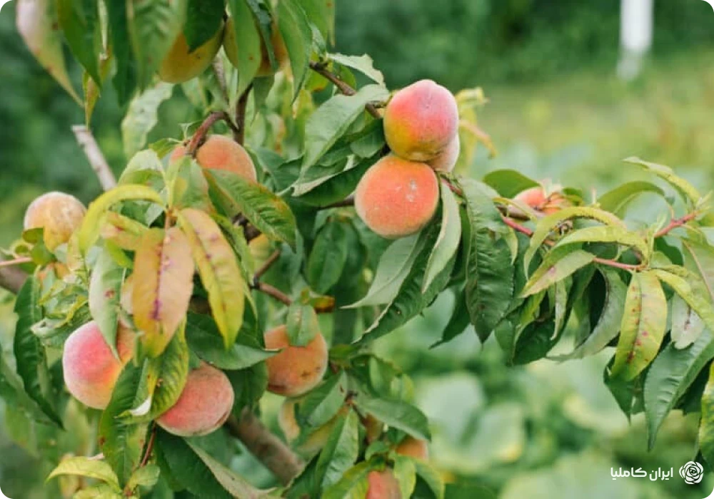 بهترین زمان سم پاشی درختان میوه